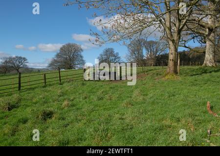 Schwarzer Kunststofftrog in einem rostigen Metallzaun zwischen zwei Feldern mit frischem Trinkwasser für Vieh auf einer Farm in Rural Devon, England, Großbritannien Stockfoto