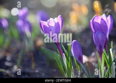 Ein Fleck von bunten violetten und gelben Krokussen am Morgen Leicht Stockfoto