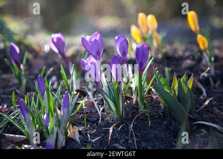 Ein Fleck von bunten violetten und gelben Krokussen am Morgen Leicht Stockfoto