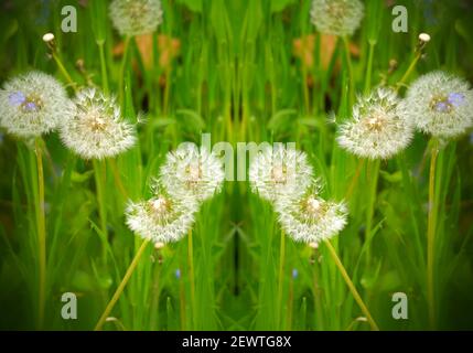 PL00019-00...WASHINGTON - EINE Spiegelbild-Montage von Löwenzahn-Samenköpfen im Gras, umgeben von kleinen blauen Blumen. Stockfoto