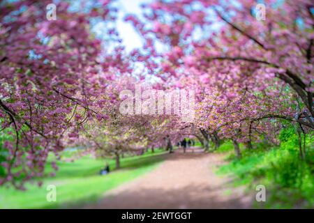 Reihen von blühenden Kirschblütenbäumen umgeben den Fußweg im Central Park in New York City NY USA. Stockfoto