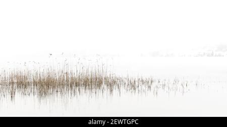 Winter minimalistisches Foto einer Seeszene, mit Schilf wächst aus seiner Oberfläche. Stockfoto