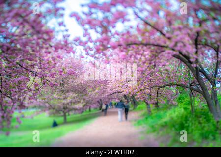 Reihen von blühenden Kirschblütenbäumen umgeben den Fußweg im Central Park in New York City NY USA. Stockfoto