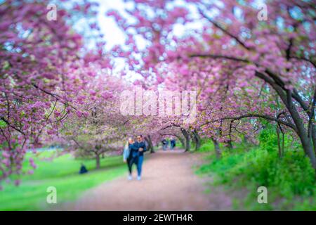 Reihen von blühenden Kirschblütenbäumen umgeben den Fußweg im Central Park in New York City NY USA. Stockfoto