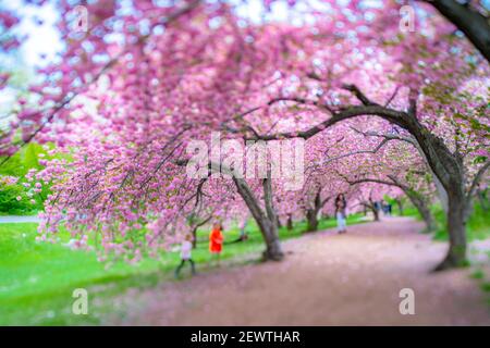 Reihen von blühenden Kirschblütenbäumen umgeben den Fußweg im Central Park in New York City NY USA. Stockfoto