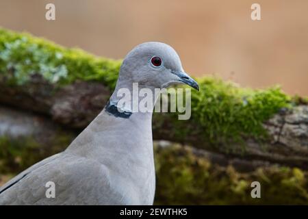 Porträt einer Halstaube (Streptopelia decaocto) Stockfoto