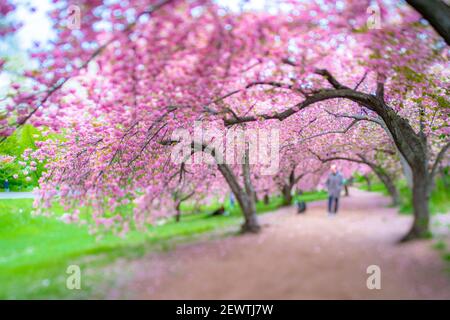 Reihen von blühenden Kirschblütenbäumen umgeben den Fußweg im Central Park in New York City NY USA. Stockfoto