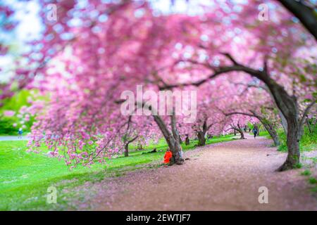 Reihen von blühenden Kirschblütenbäumen umgeben den Fußweg im Central Park in New York City NY USA. Stockfoto