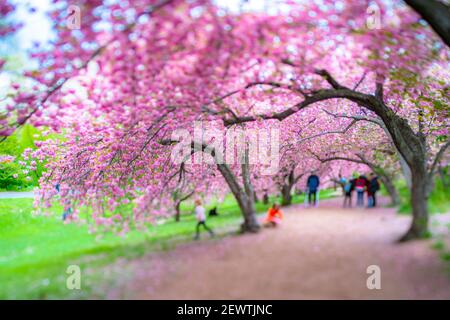 Reihen von blühenden Kirschblütenbäumen umgeben den Fußweg im Central Park in New York City NY USA. Stockfoto