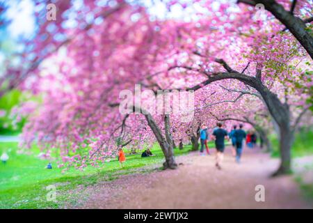 Reihen von blühenden Kirschblütenbäumen umgeben den Fußweg im Central Park in New York City NY USA. Stockfoto