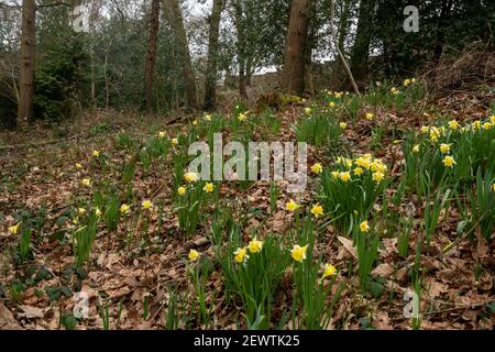 Wilde Narzissen (Narcissus pseudonarcissus), einheimische Wildblume in alten Wäldern bei Warren Wood, Surrey, Großbritannien Stockfoto