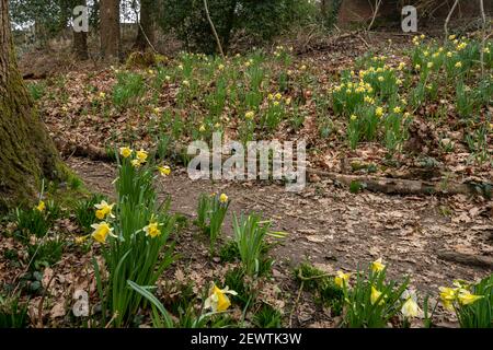 Wilde Narzissen (Narcissus pseudonarcissus), einheimische Wildblume in alten Wäldern bei Warren Wood, Surrey, Großbritannien Stockfoto