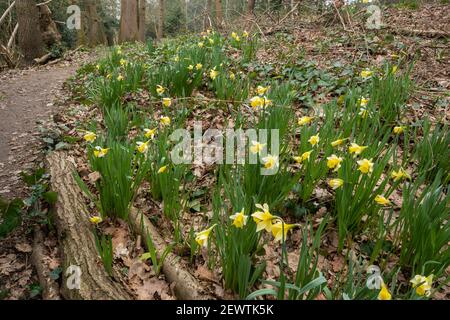 Wilde Narzissen (Narcissus pseudonarcissus), einheimische Wildblume in alten Wäldern bei Warren Wood, Surrey, Großbritannien Stockfoto