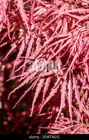 Acer palmatum dissectum schöne schmale rote Blätter Stockfoto