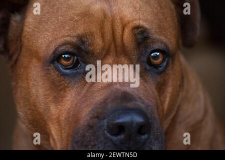 Boerboel 13246 Stockfoto