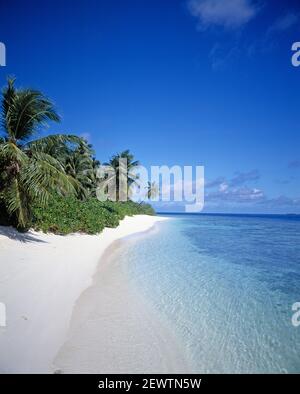 Malediven. Tropischen Strand. Stockfoto