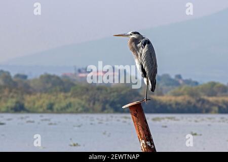 Blaureiher (Ardea herodias) in Lake Pátzcuaro / Lago de Pátzcuaro, Michoacán, Mexiko Stockfoto