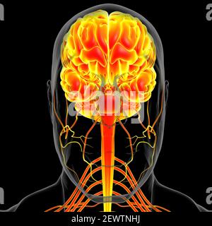 Menschliche Gehirn Anatomie für medizinisches Konzept 3D Illustration Stockfoto