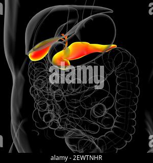 Pankreas Human Digestive System Anatomie für medizinisches Konzept 3D Illustration Stockfoto