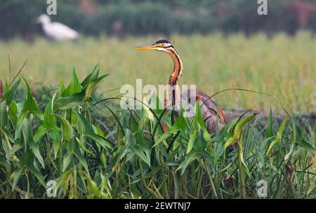 Purple Heron Vogel in einem landwirtschaftlichen Ackerland Stockfoto