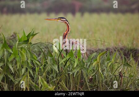 Purple Heron Vogel in einem landwirtschaftlichen Ackerland Stockfoto