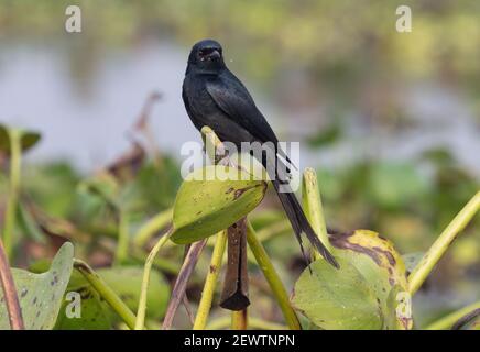 Schwarzer Drongo-Vogel in freier Wildbahn in Nahaufnahme Stockfoto