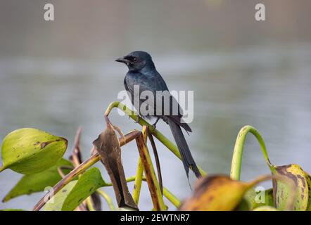 Schwarzer Drongo-Vogel in freier Wildbahn in Nahaufnahme Stockfoto