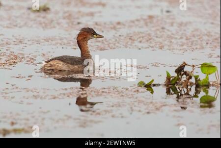 Kleiner Greifvogel, der im Sumpfwasser schwimmend ist Stockfoto