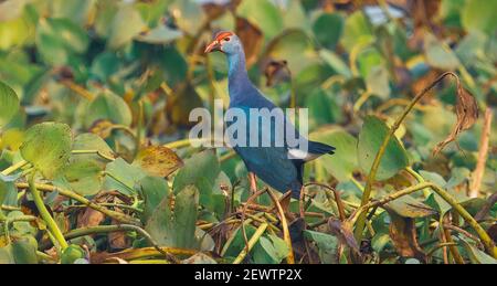 Grauer Swamphen-Vogel in Nahaufnahme Stockfoto