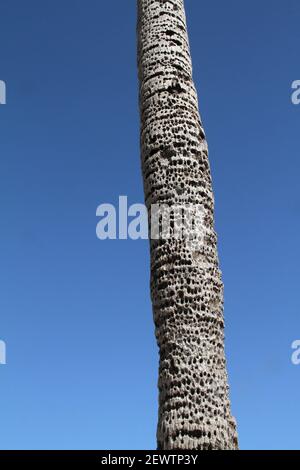 Hunderte von Löchern, die von Sapsuckern im Stamm einer Palme in Florida, USA, gebohrt wurden Stockfoto