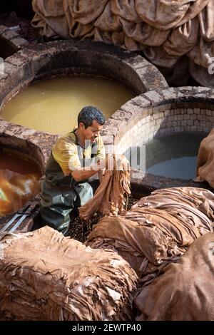 Ein einheimischer Mann, der Tierhäute neben Honigkämmen in Erdgruben, Chouara Tannery, Fes, Marokko, umgeht Stockfoto