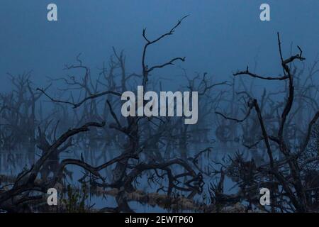 Fantastische Nebellandschaft Stockfoto