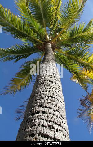 Florida, USA. Palme gegen blauen Himmel. Hunderte von Löchern, die von Sapsuckern in den Stamm des Baumes gebohrt wurden. Stockfoto