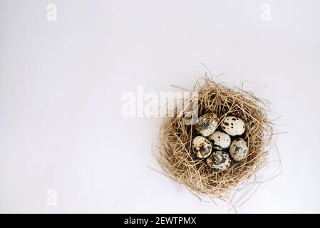 Wachteleier in einem Nest auf weißem Hintergrund mit Ein Platz für eine Inschrift Stockfoto