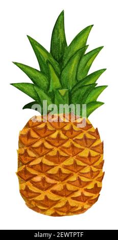 Aquarell Ananas isoliert auf weißem Hintergrund Stockfoto