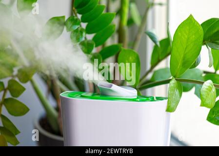 Nahaufnahme des Dampfes vom Luftbefeuchter, grüne Blume in einem Raum Stockfoto