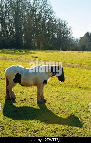 Dray Pferd in sonnigen grünen Feld Stockfoto