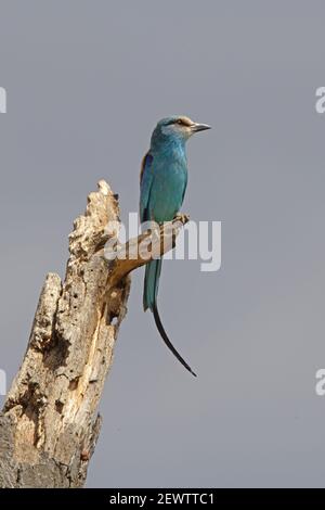 Abessinischer Roller (Coracias abyssinicus) Erwachsene auf toten Haken in starkem Wind Äthiopien gesetzt April Stockfoto