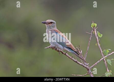 European Roller (Coracias garrulus) Erwachsener auf dem Zweig Tsavo West NP, Kenia November Stockfoto