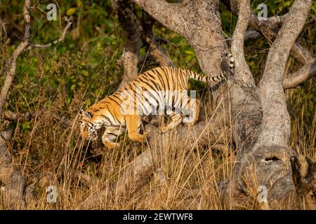 Wild und verspielt königlichen bengalischen Tiger springen von Baum an dhikala Zone des jim corbett Nationalparks oder Tiger Reserve uttarakhand indien - panthera tigri Stockfoto