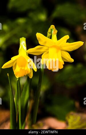 Late Winter Zwerg Narzissen in Nord-London, Großbritannien Stockfoto