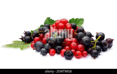 Sammlung von Beeren. Frische rote und schwarze Johannisbeeren isoliert auf weißem Hintergrund. Strahlender Sommergenuss. Stockfoto