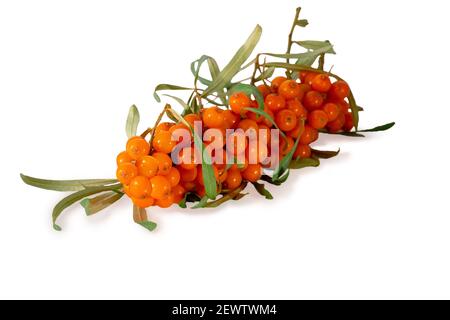 Sanddornzweig isoliert auf weißem Hintergrund Stockfoto