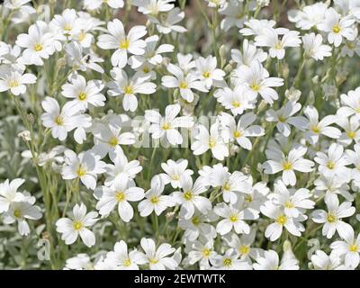 Verfilztes Hornkraut, Cerastium tomentosum, im Frühjahr Stockfoto