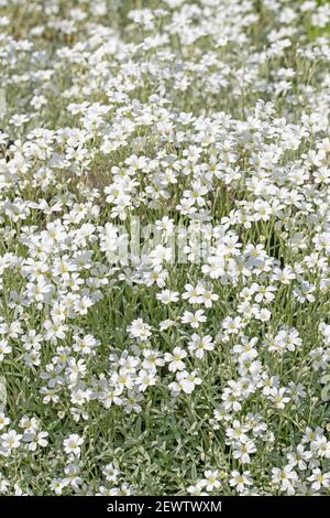 Verfilztes Hornkraut, Cerastium tomentosum, im Frühjahr Stockfoto