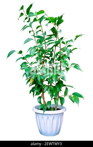 Dekorative Benjamin ficus in weißem Topf isoliert auf weißem Hintergrund Stockfoto