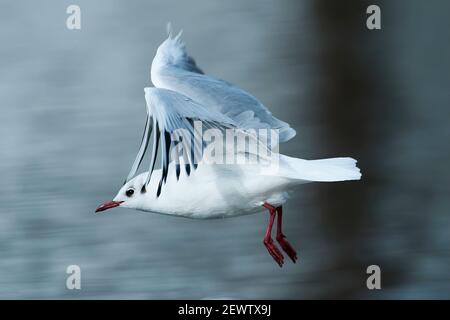 Schwarzkopf-Möwenflug im Wintergefieder Stockfoto