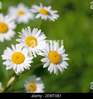 Blühende Marguerite, Leucanthemum, in Nahaufnahme Stockfoto