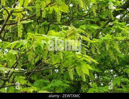 Blüten des Sycamore (Acer pseudoplatanus) Baumes. Große Blütenrasen. England, Großbritannien Stockfoto