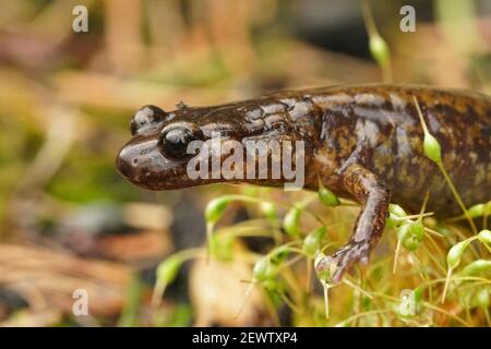 Seitliche Nahaufnahme von Dunn's Salamander, Plethodon dunni in Columbia River Gorge, Oregon Stockfoto